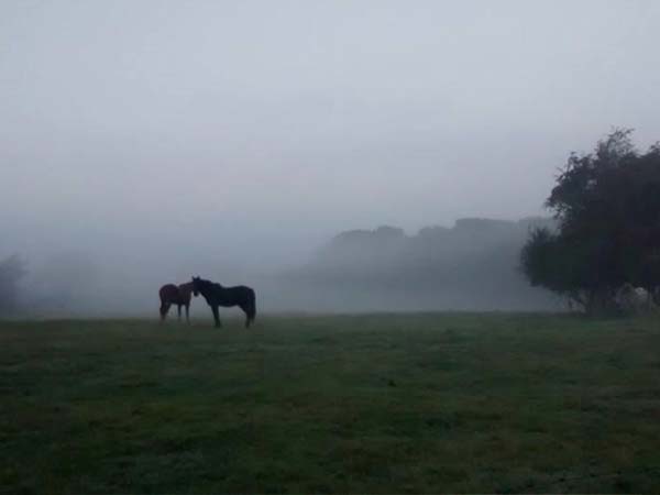Horses In The Mist | Glan Clwyd Isa