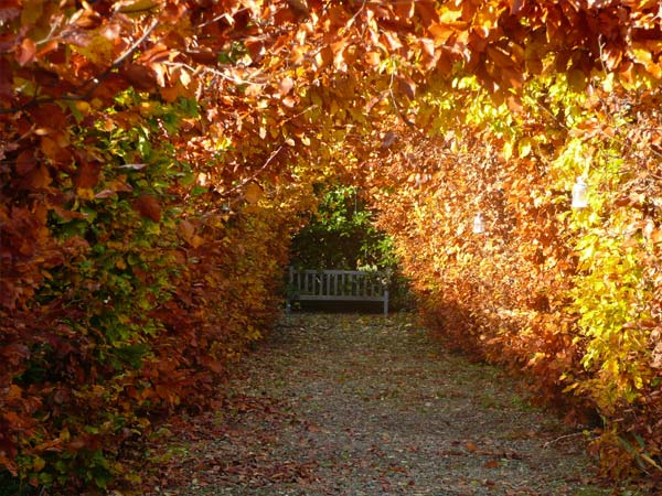 Autumnul Topiary Tunnel | Glan Clwyd Isa