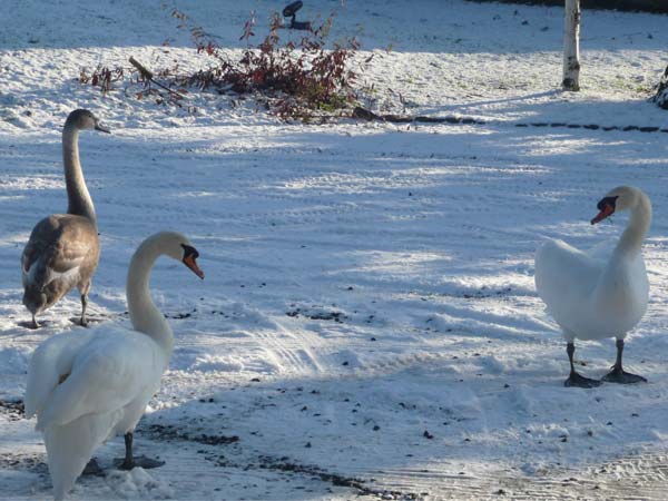 Ducks In The Snow | Glan Clwyd Isa