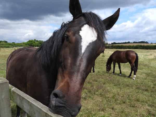 Equine Holidays In North Wales | Glan Clwyd Isa